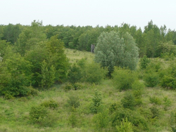 Baumschonung und Wald
