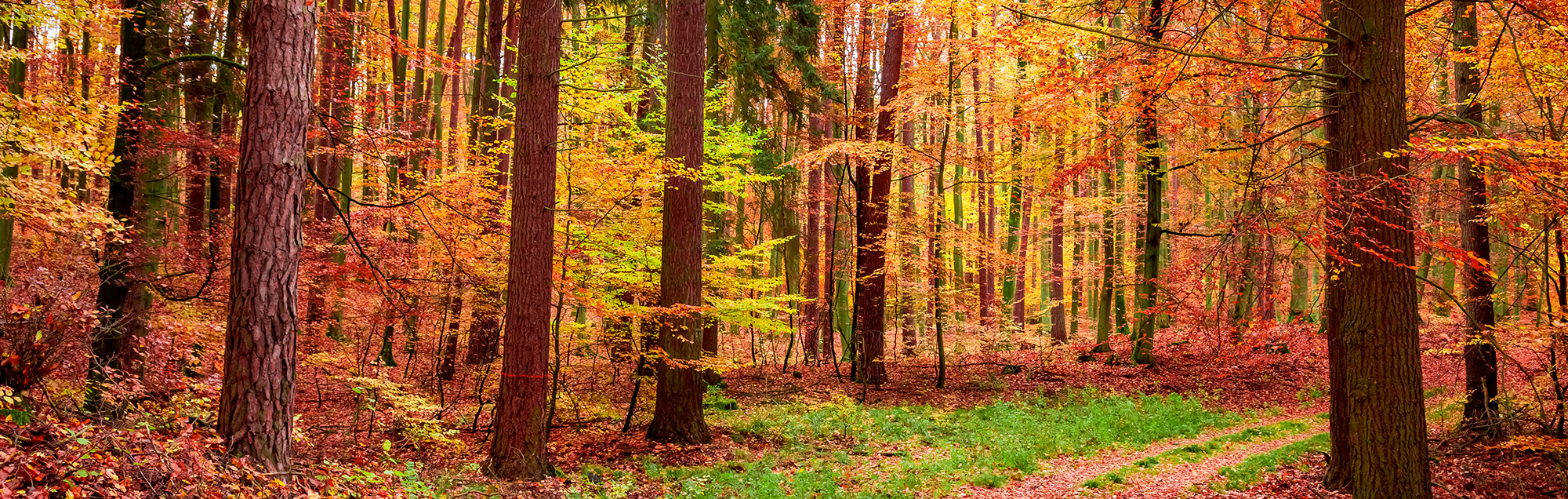 wald verkaufen wald verkaufen