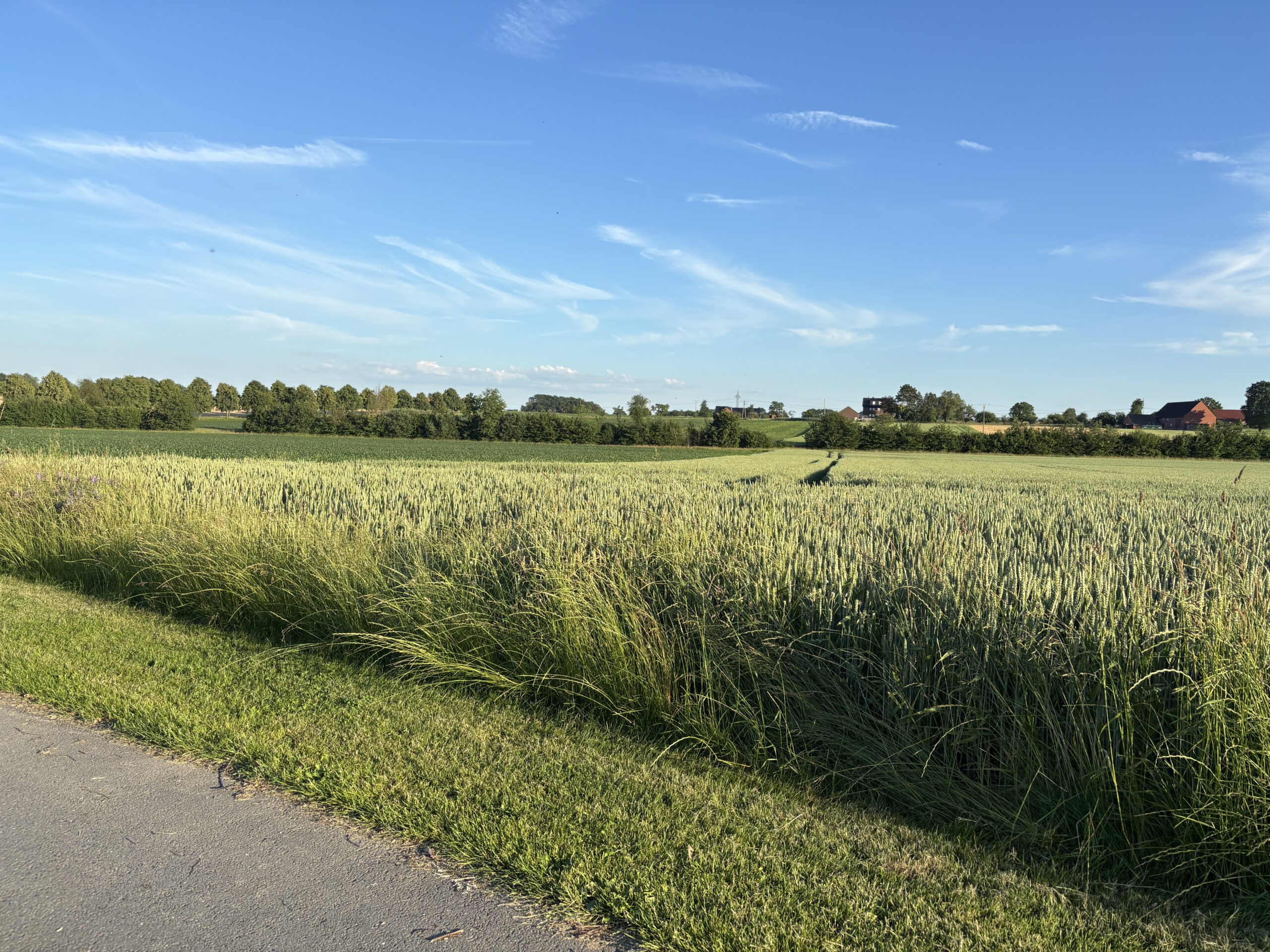 Ackerland im Landkreis Warendorf – ca. 7,6 ha Getreidefläche Ackerland im Landkreis Warendorf – ca. 7,6 ha Getreidefläche