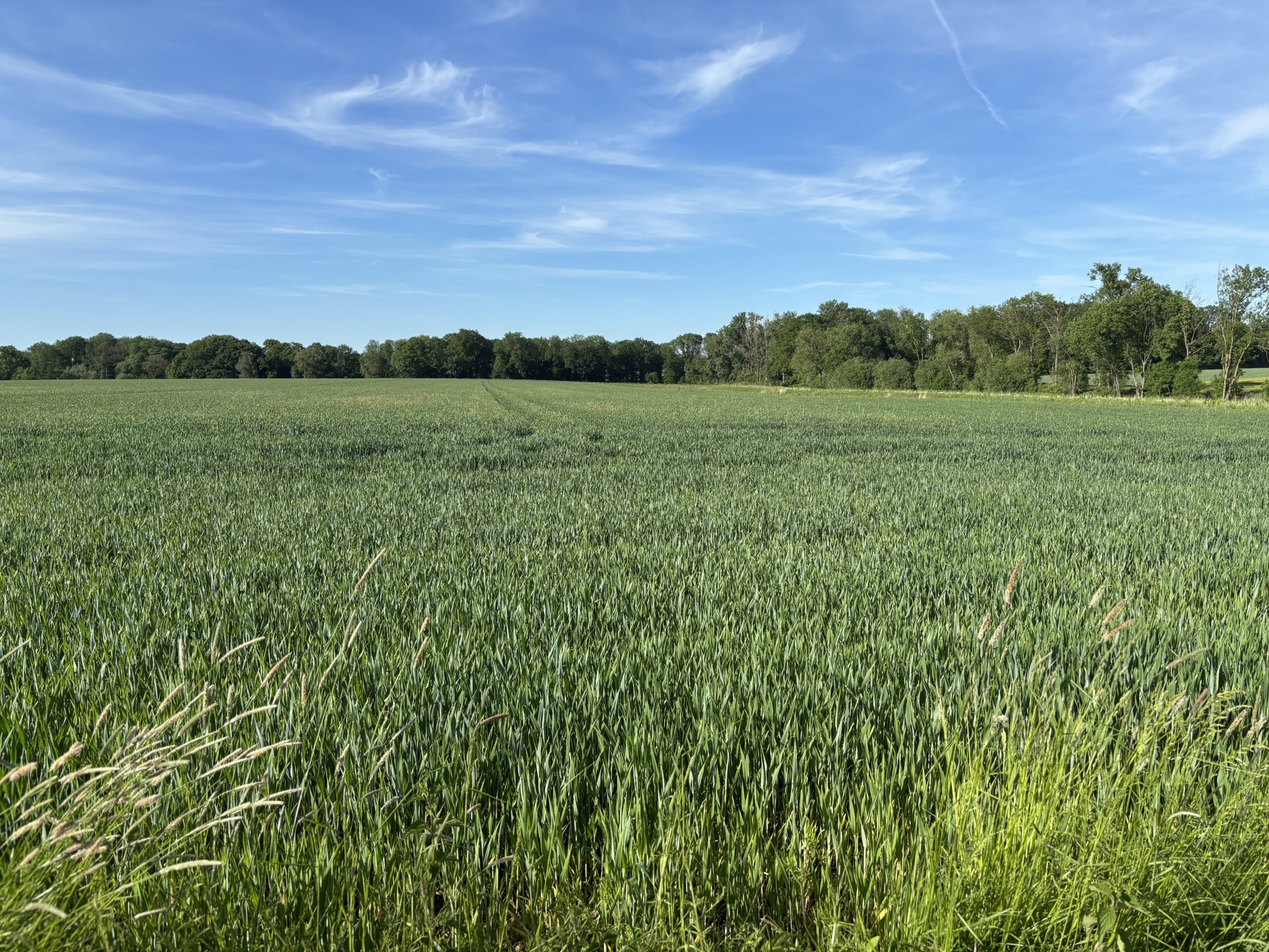Ackerland kaufen im Landkreis Coesfeld – ca. 1,7 ha landwirtschaftliche Nutzfläche